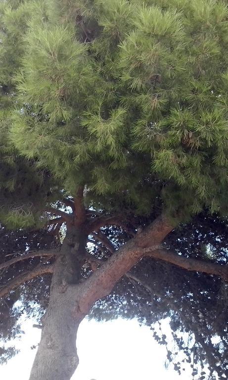 Huerta La Nina Arenas Villa Orgiva Kamer foto